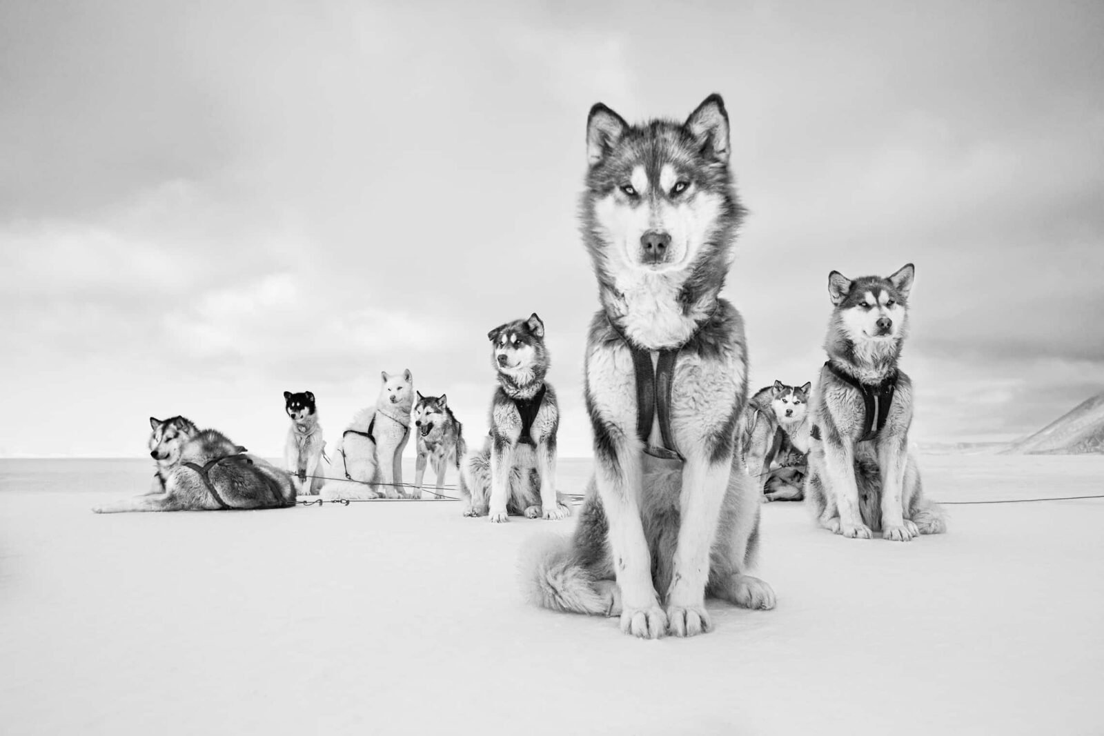 Sled Dogs